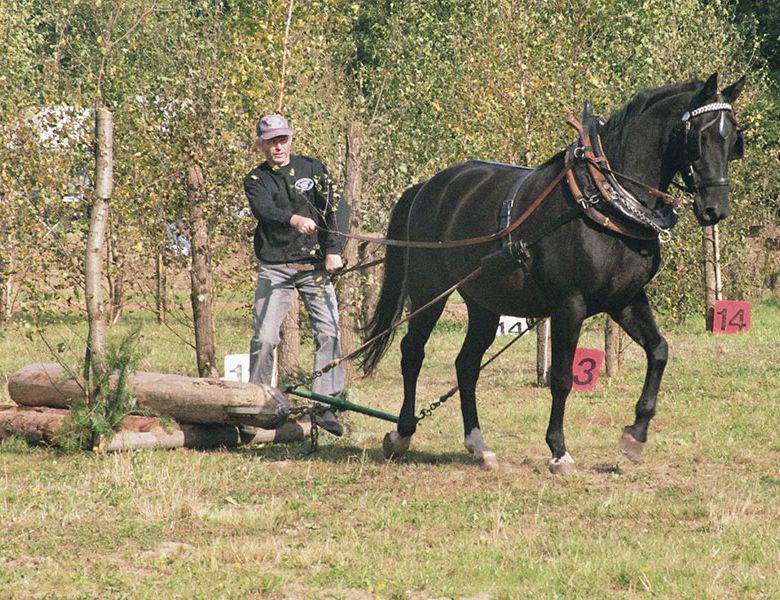 Holzrücken 2009 Fahrsportverein Kaiserslautern